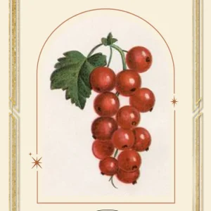 Tepåsar Cranberry Dream - smaksatt te - Grön Te