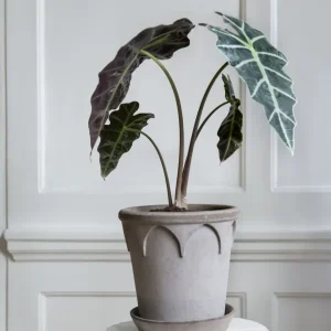 Elisabeth Kruka med Fat, Raw Grey