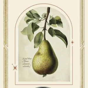 Tepåsar Lakrits Päron - smaksatt te - Grön Te