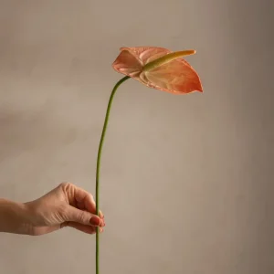 Anthurium, Peach
